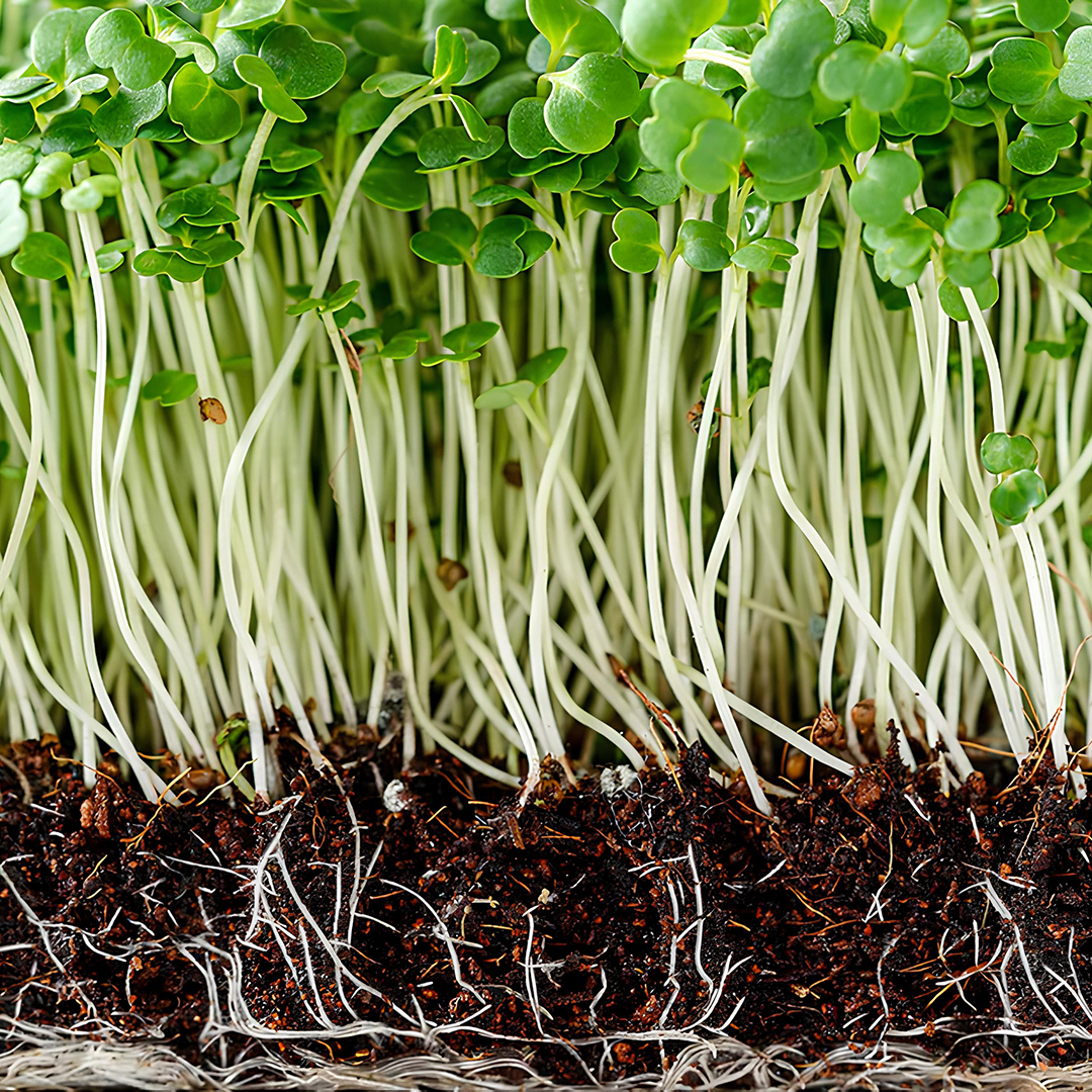 Aquaponic Design Video corsi Come coltivare microgreens e germogli corso online