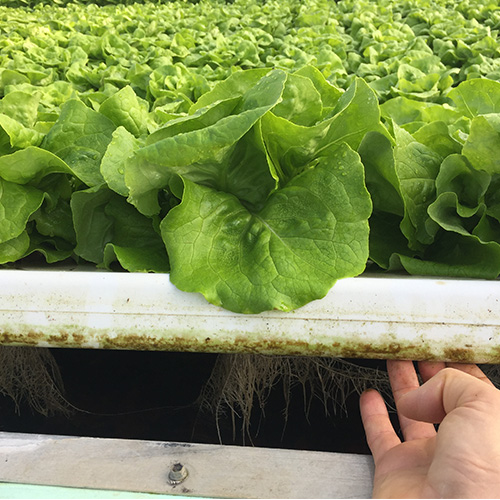 Aquaponic Design Coltivazione su zattere DWC Zattere Galleggianti pannello 1020 × 550 mm