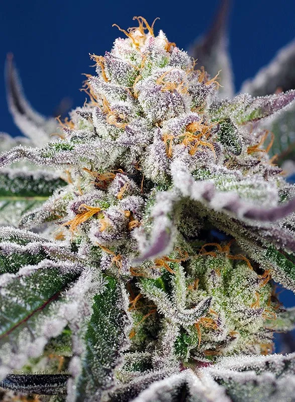 Sweet Seeds Semi autofiorenti Orange Apricot Glue XL Auto® semi femminizzati