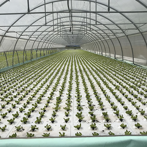 Aquaponic Design Coltivazione su zattere DWC Zattere Galleggianti pannello 1020 × 550 mm