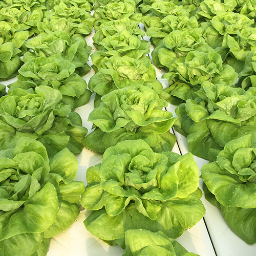 Aquaponic Design Coltivazione su zattere DWC Zattere Galleggianti pannello 1020 × 550 mm