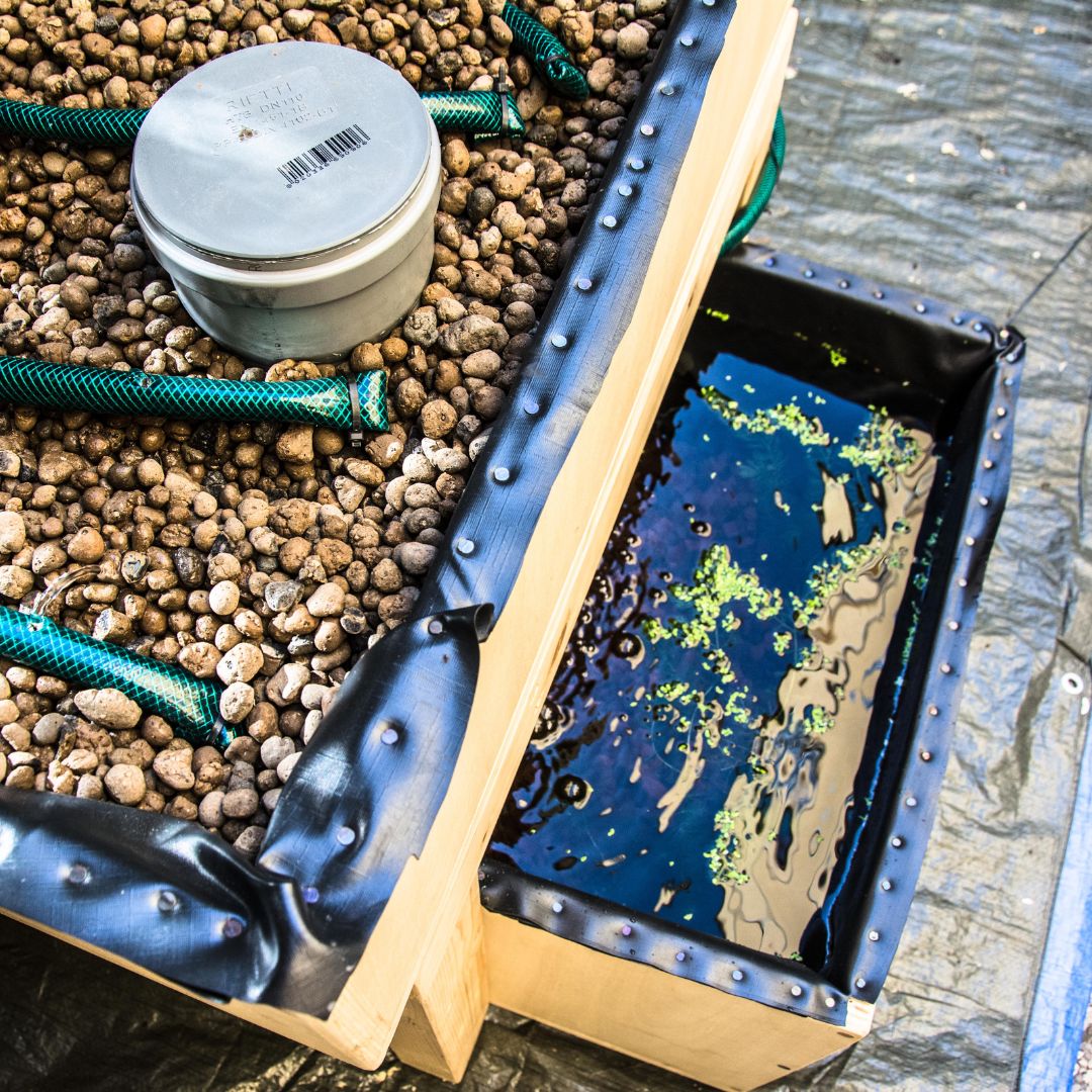 Aquaponic Design Video corsi EBook Diventa un acquaponico guida digitale