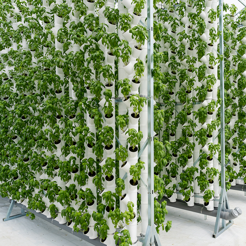 Aquaponic Design Minibraga 2.0 base per torre DWT