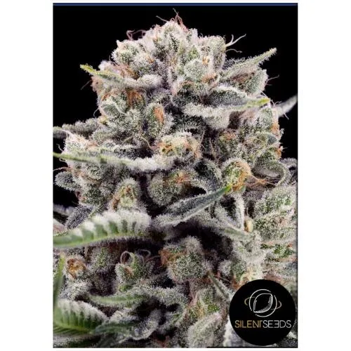 Silent Seeds B-45 by Booba semi femminizzati 3 semi Indica