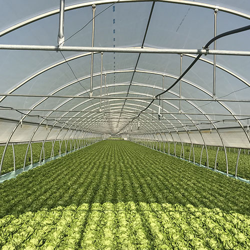 Aquaponic Design Coltivazione su zattere DWC Zattere Galleggianti pannello 1020 × 550 mm