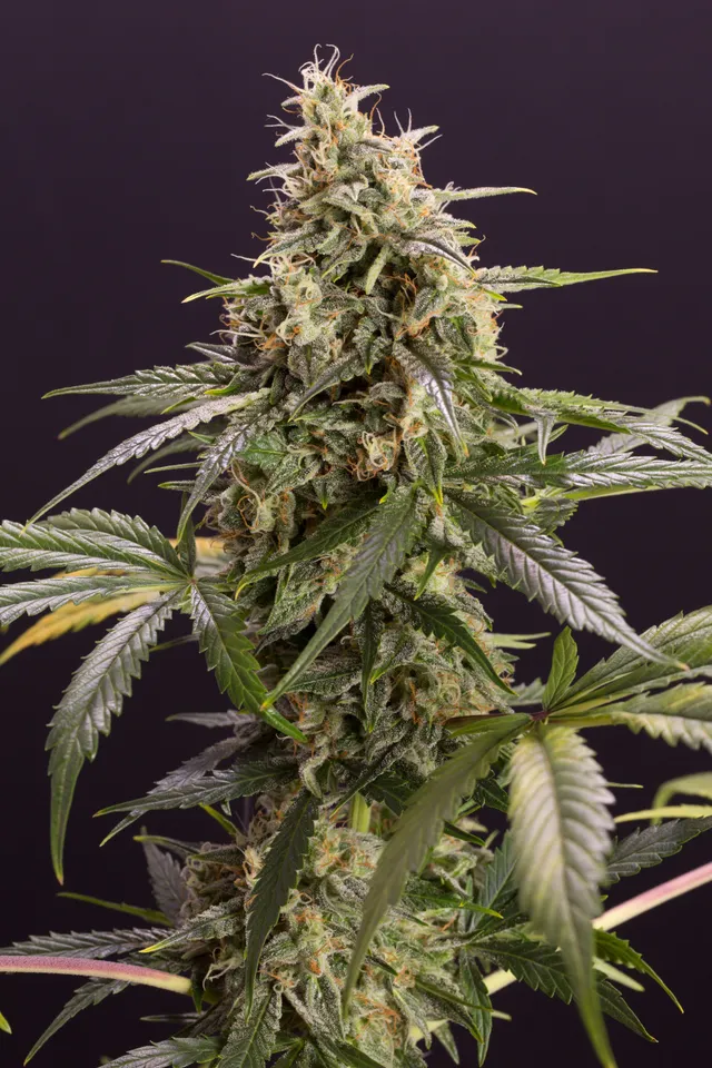Humboldt Chem-Bomb Auto semi autofiorenti femminizzati