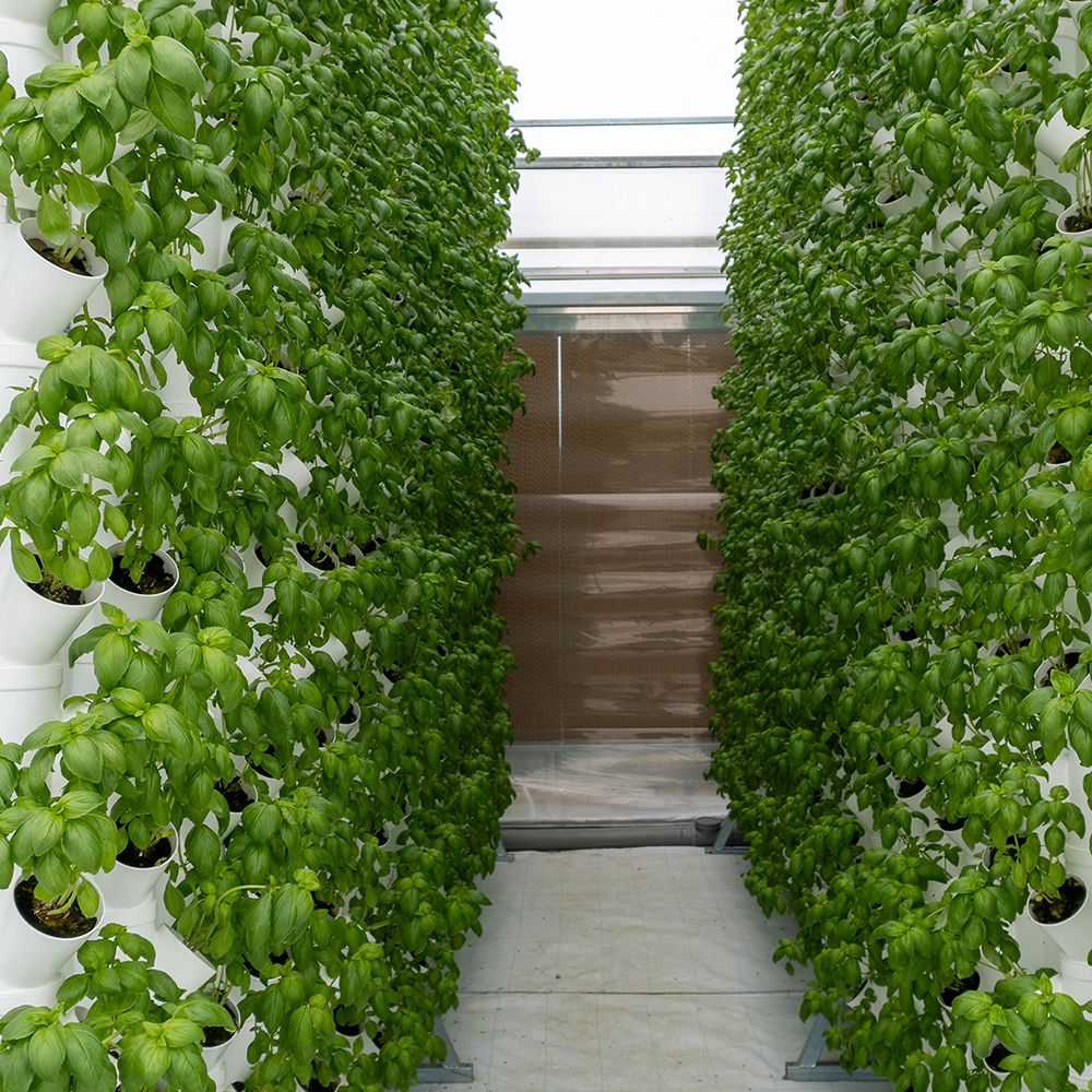 Aquaponic Design Minibraga 2.0 base per torre DWT